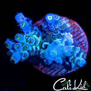 RAINBOW TENIUS CHUNK