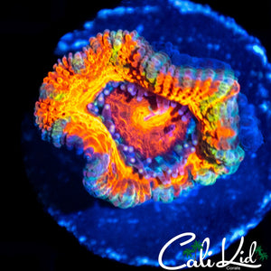 INSANE RAINBOW ACAN LORD