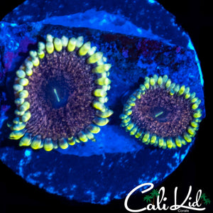 CK AOTP ZOA DOUBLE