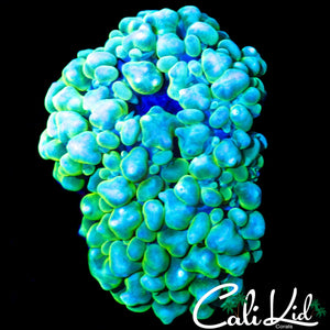 NUCLEAR BUBBLE CORAL