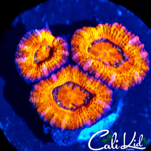 PINK RIM ACAN TRIPLE