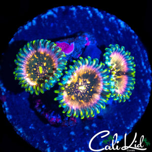 POWER PUNCH ZOA TRIPLE
