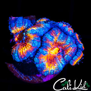 ULTRA RAINBOW ACAN QUAD