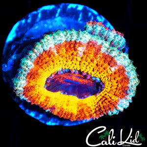 SILVER BULLET ACAN DOUBLE