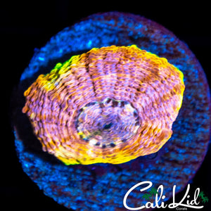 RAINBOW ECHINATA FRAG