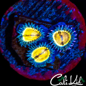 MYSTERY ZOA TRIPLE