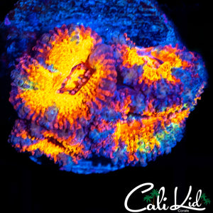 ULTRA RAINBOW ACAN QUAD