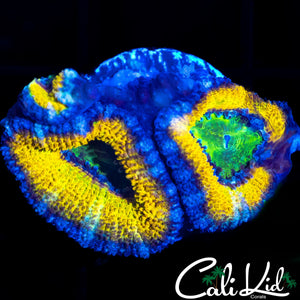 CK LEMON HEAD TRIPLE