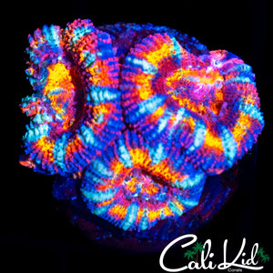 ULTIMATE RAINBOW ACAN TRIPLE