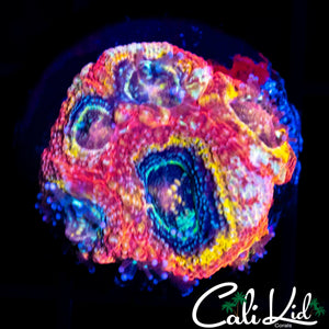 RAINBOW BOWER BABY COLONY