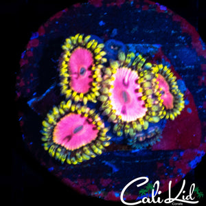 RRU PINK DIAMOND QUAD