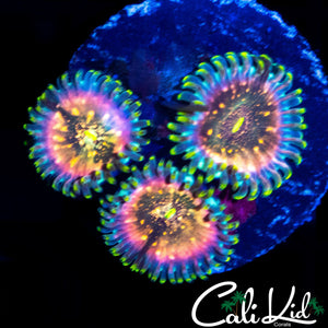 POWER PUNCH ZOA TRIPLE