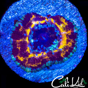 CK BLACK PANTHER ACAN