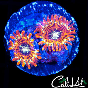 SPECKLED ZOA DOUBLE