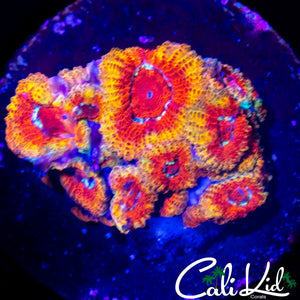 CK FIREWATER MICRO