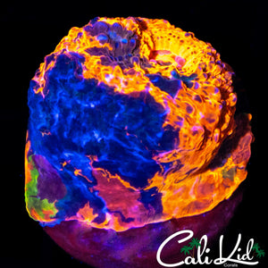 CK WATER COLOR CHALICE FRAG