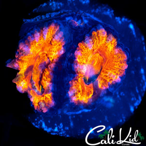 PINK RIM ACAN DOUBLE