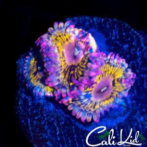 MYSTERY ZOA TRIPLE