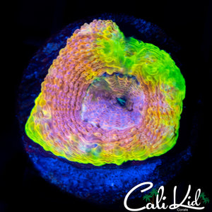 RAINBOW ECHINATA