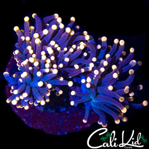 ULTRA PINK TIP TORCH DOUBLE