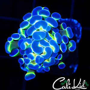 FAUX HOLOGRAM HAMMER