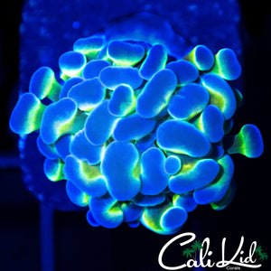 FAUX HOLOGRAM HAMMER