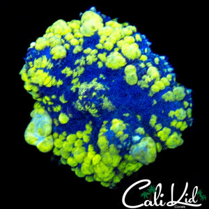 CK BLUE THUNDER BOUNCE MUSHROOM