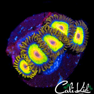 RASTA ZOA MINI COLONY
