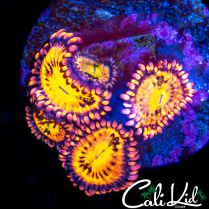 CK UNRELEASED ZOA MINI COLONY