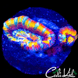 ULTIMATE RAINBOW ACAN DOUBLE