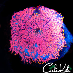 HYPER PINK SUPERMAN SHROOM