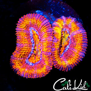 CLOWN RINGS ACAN DOUBLE