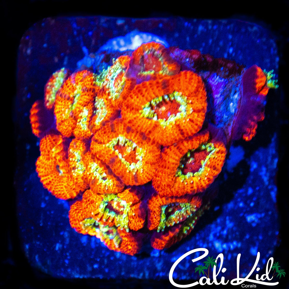 GOLDEN APPLE MICRO MINI COLONY