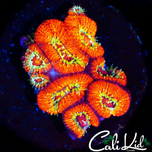 GOLDEN APPLE MICRO MINI COLONY