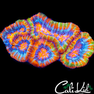 INSANE RAINBOW WILSONI CHUNK