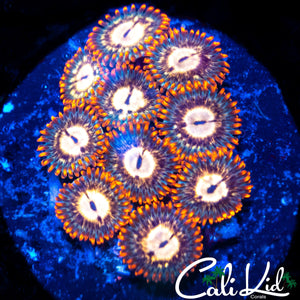 ULTRA ZOA MINI COLONY