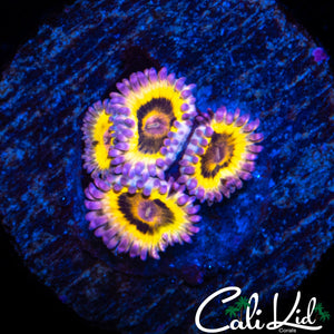 STRATOCASTER TYPE ZOA QUAD