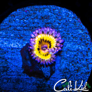 STRATOCASTER TYPE ZOA