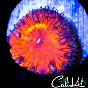 RAINBOW RIM BUBBLE BLASTO