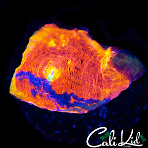 MYSTERY RAINBOW CHALICE FRAG
