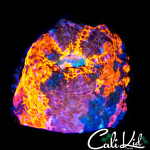 CK WATER COLOR CHALICE FRAG