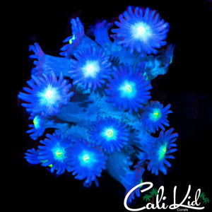 BLUE SUNFLOWER GONI