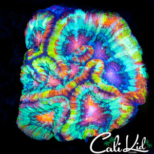 ABSOLUTELY STUNNING RAINBOW WILSONI