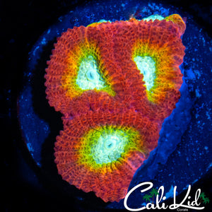 RARE RAINBOW FAVIA FRAG