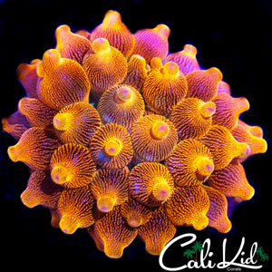 CK BLINDING MELON ANEMONE