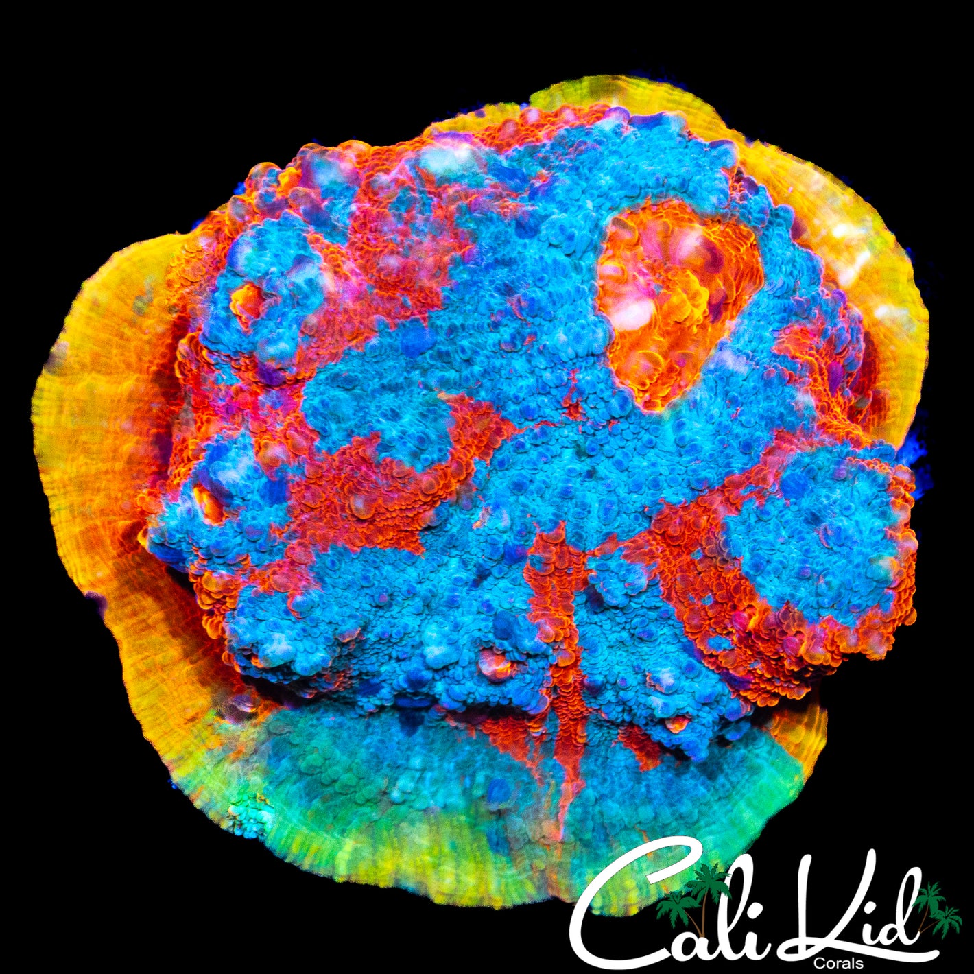 CK RAINBOW AURA CHALICE