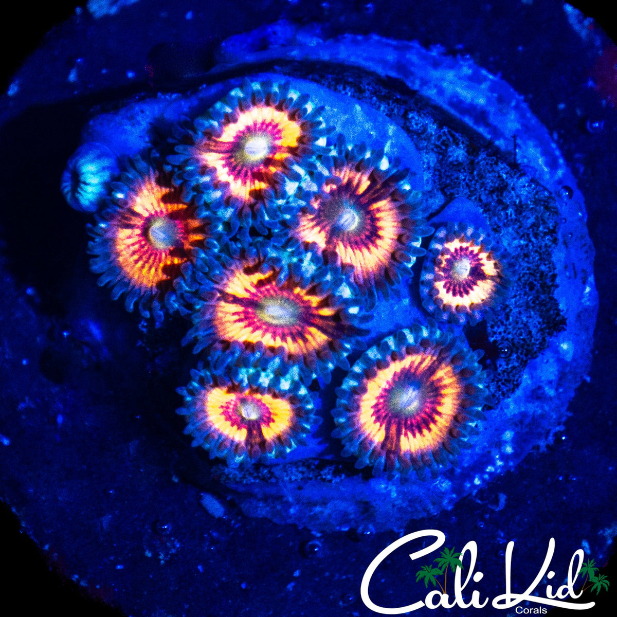 ULTRA ZOA MINI COLONY