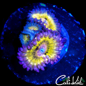 CHIQUITA TYPE QUAD
