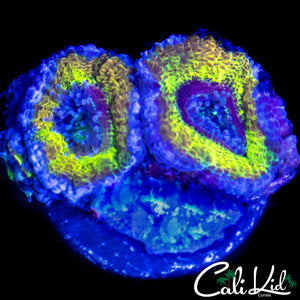 MYSTERY ACAN DOUBLE