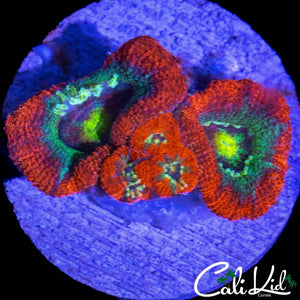 MYSTERY ASIAN ACAN